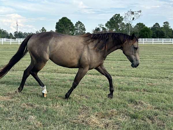 around-quarter-horse