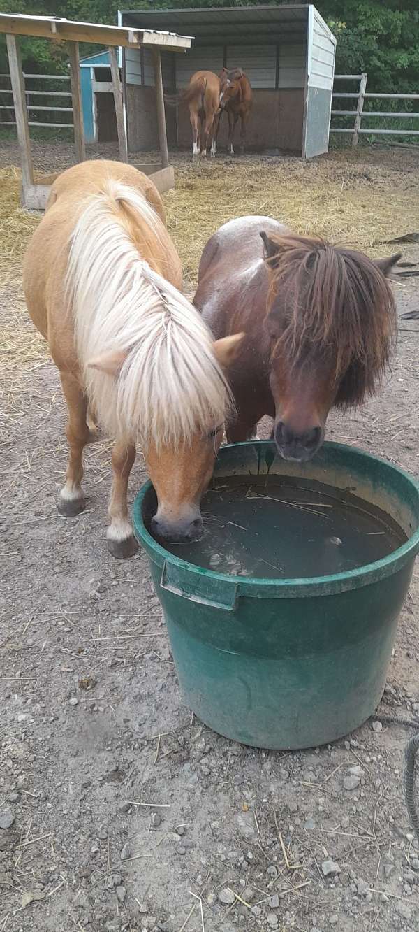 kid-safe-miniature-pony