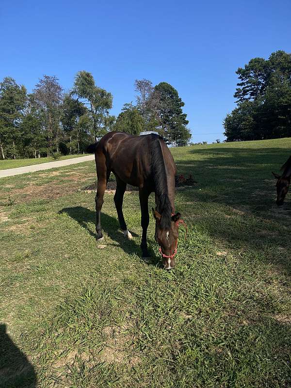 halter-friesian-hackney-horse