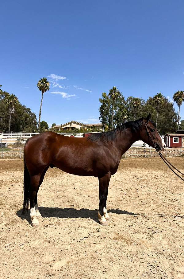 barrel-quarter-horse