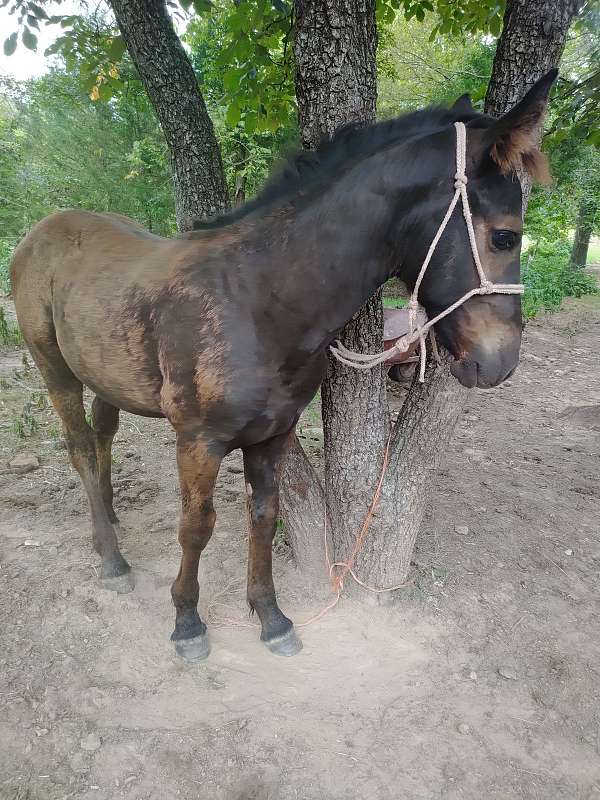 driving-trail-percheron-horse