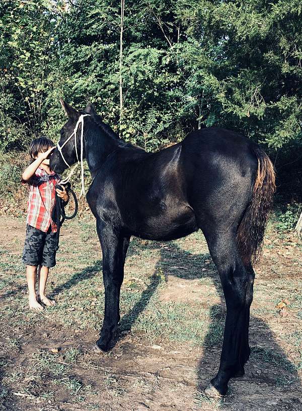 driving-trail-percheron-horse