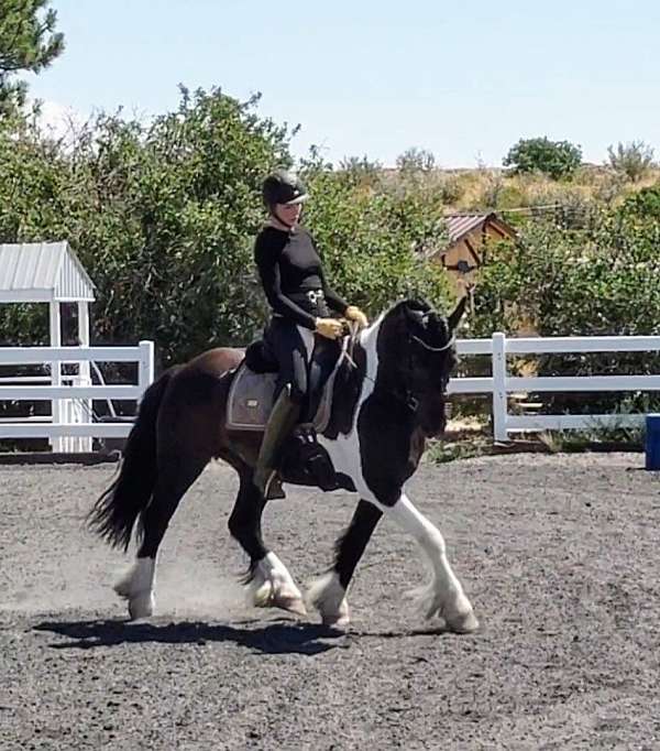 gypsy-vanner