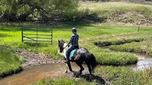 breeding-warmblood-horse