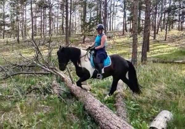 dressage-warmblood-horse