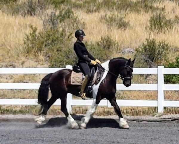 gypsy-vanner-gelding