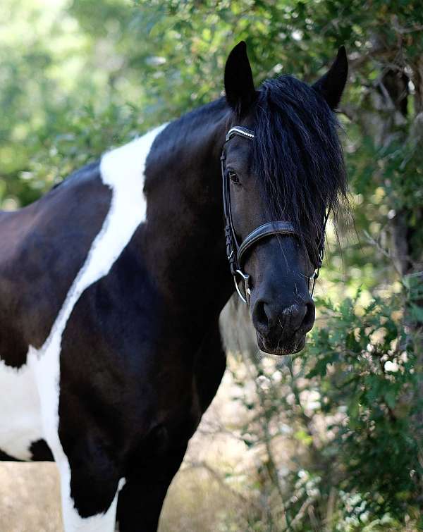 gypsy-vanner-horse-for-sale