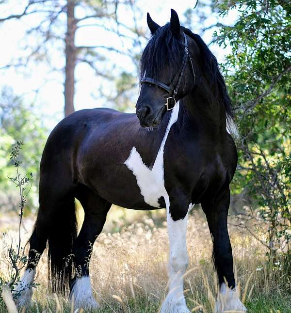 gypsy-vanner-horse