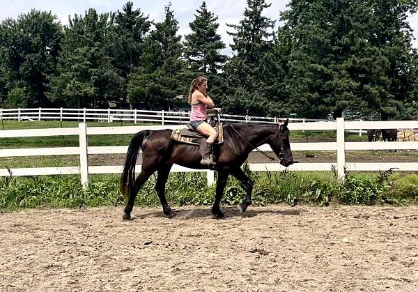 beginner-tennessee-walking-horse