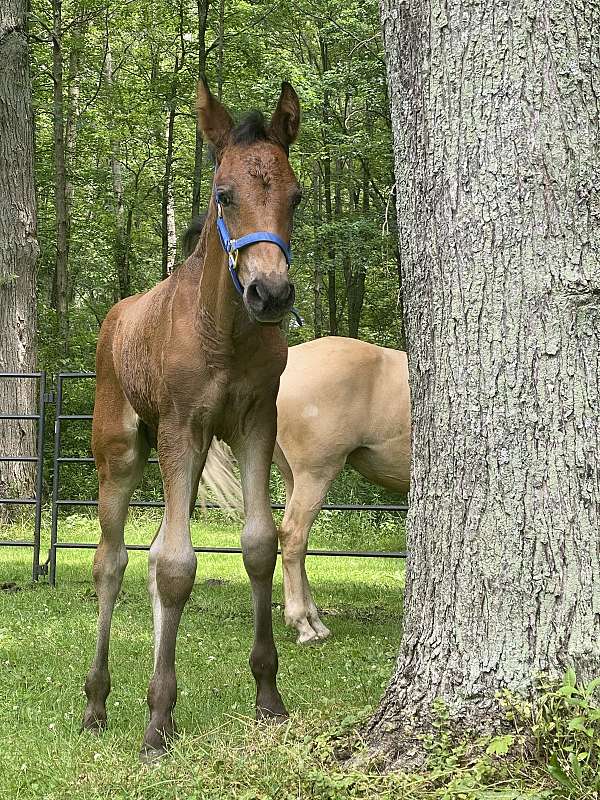 canadian-friesian-colt