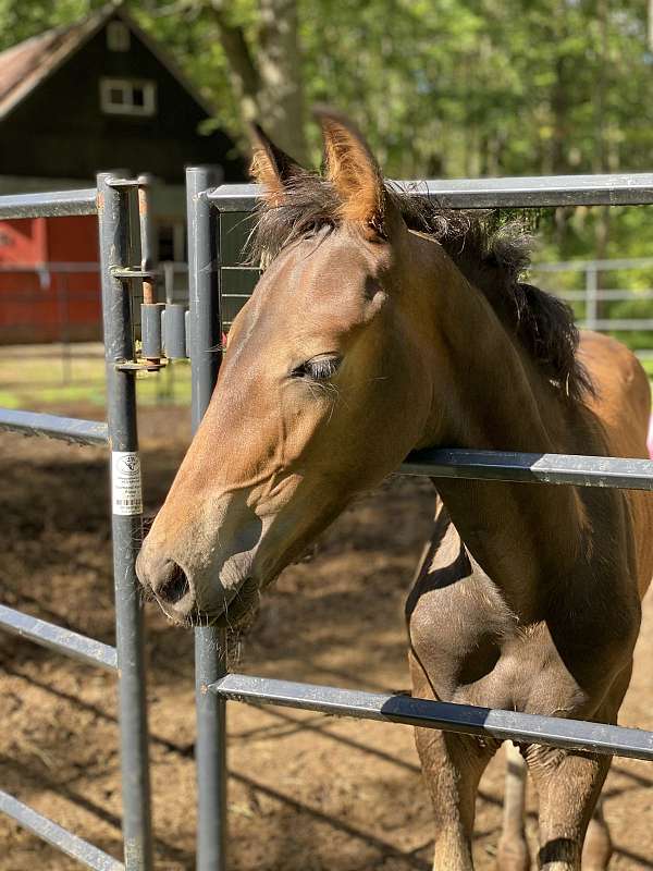 canadian-friesian-colt