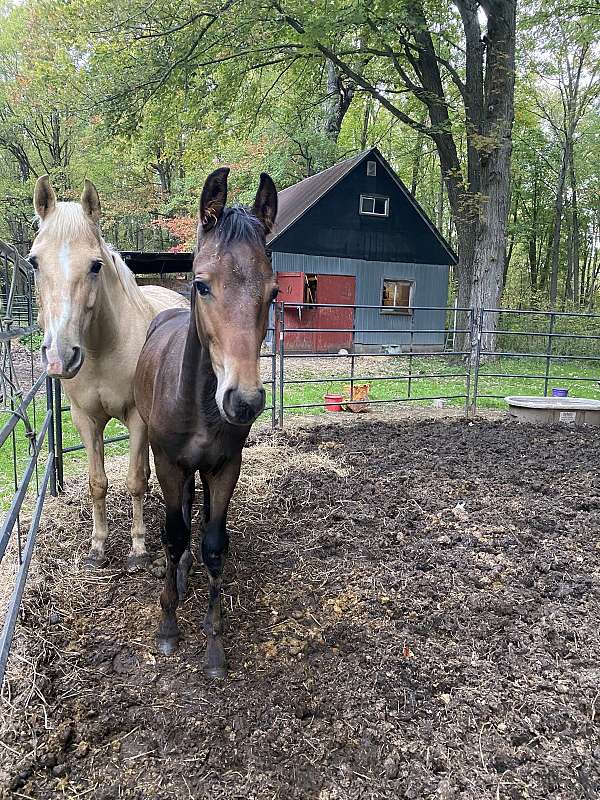 mighty-friesian-horse