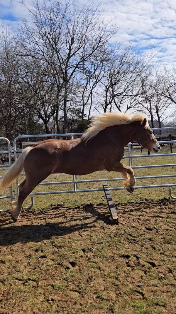 haflinger-gelding