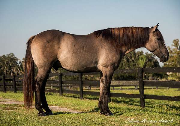 pretty-draft-horse