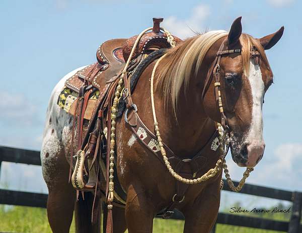 family-safe-crossbred-pony