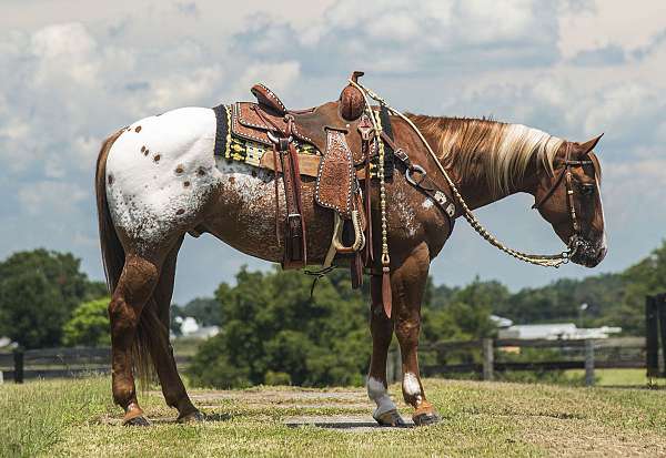 trail-pony-crossbred