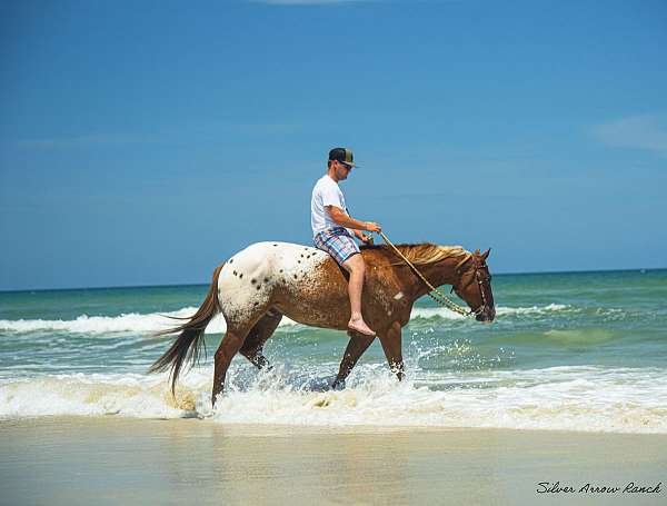 beach-crossbred-pony