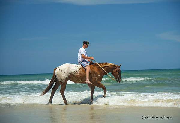 bay-white-crossbred-pony