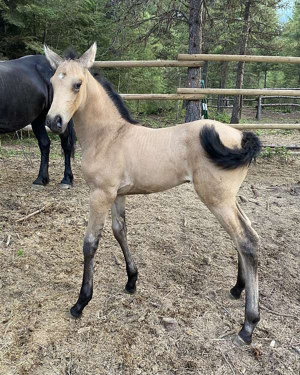 buckskin-friesian-lusitano-filly