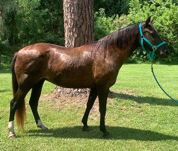 all-around-quarter-horse