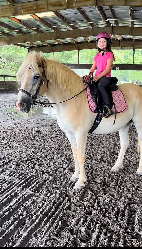 haflinger-gelding