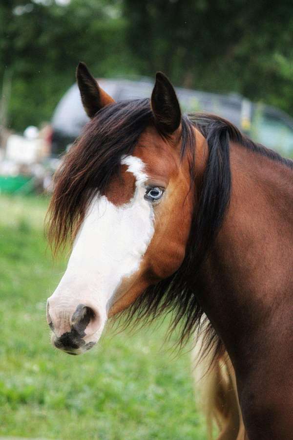 bay-blue-eyed-halter-horse