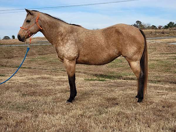 quarter-horse-mare