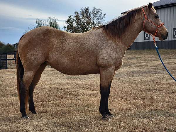 quarter-horse-for-sale