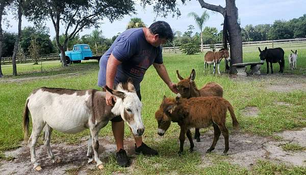 ranch-therapy-donkey-miniature-donkey