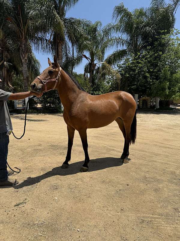 dressage-gaited-andalusian-horse