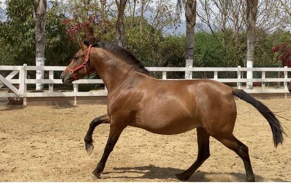 bay-dressage-gaited-horse