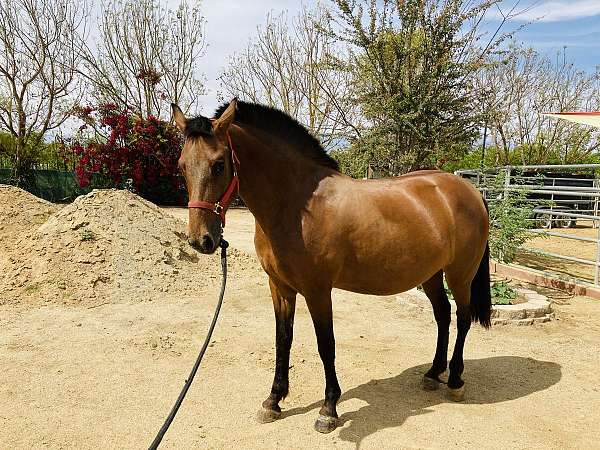 dressage-gaited-mare