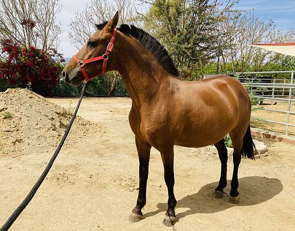 dressage-gaited-horse