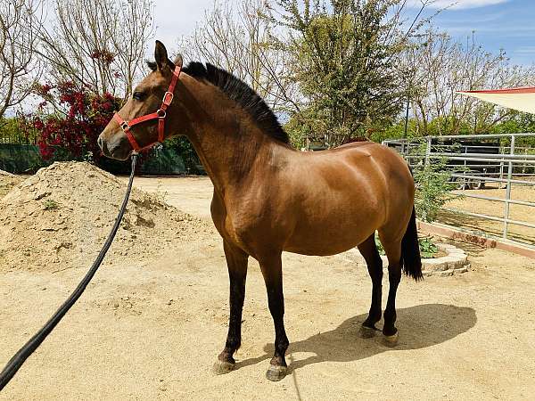 dressage-gaited