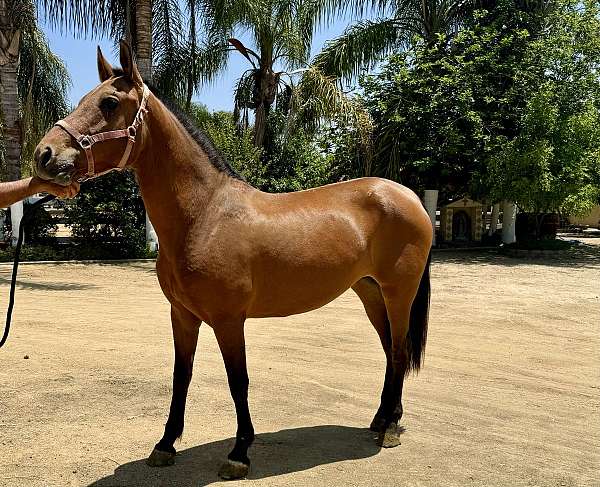 bay-ialha-horse