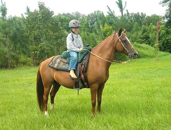 chestnut-quarter-pony-mare