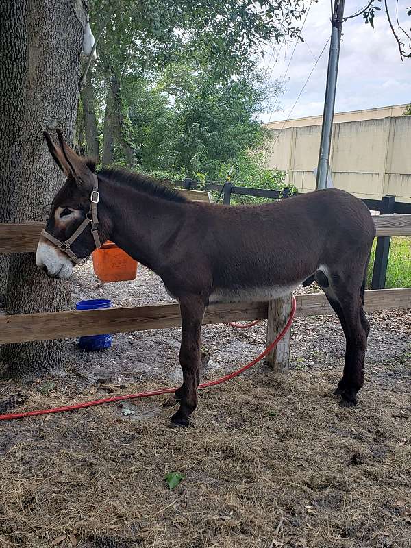 black-white-breeding-donkey