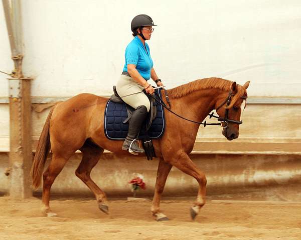 amateur-connemara-pony