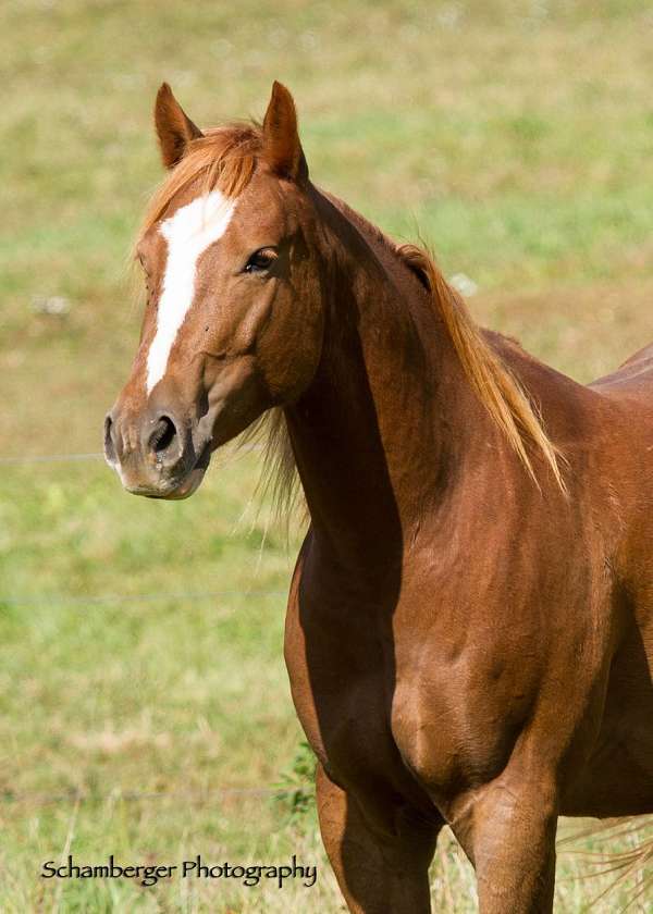 etc-connemara-pony