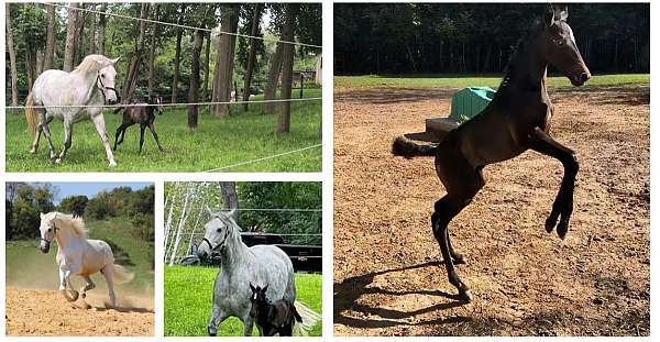 grey-champion-dressage-horse