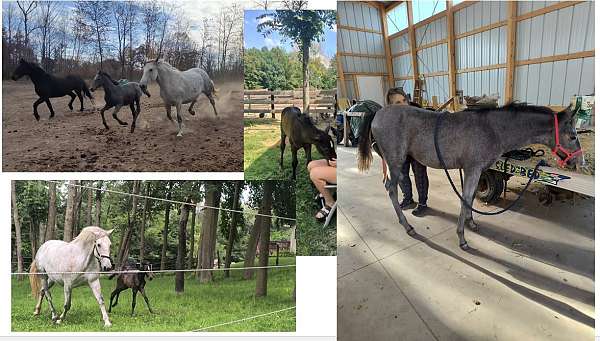 grey-champion-dressage-horse