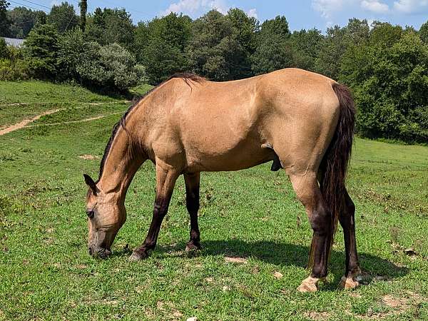 gaited-tennessee-walking-horse