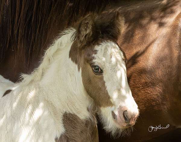 gypsy-vanner-horse-for-sale