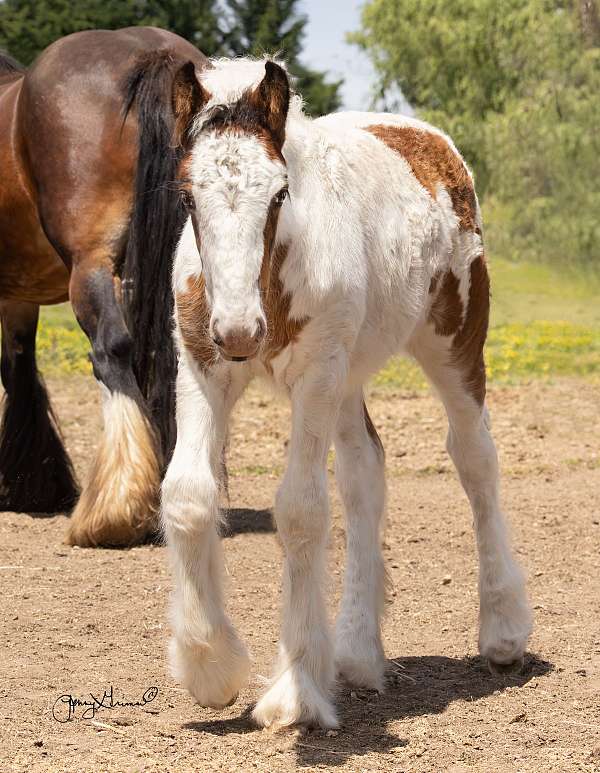 gypsy-vanner-colt