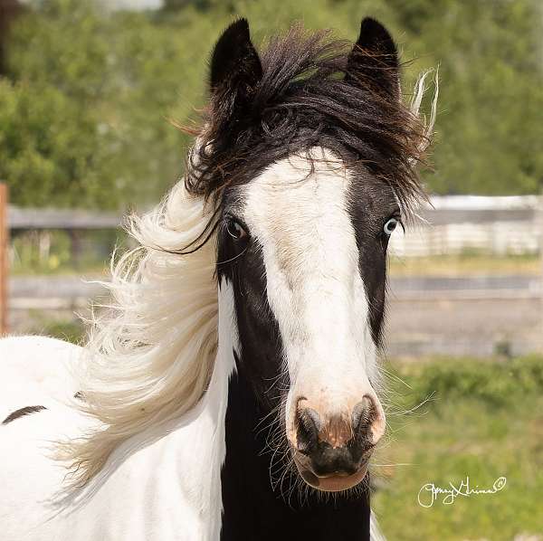 gypsy-vanner