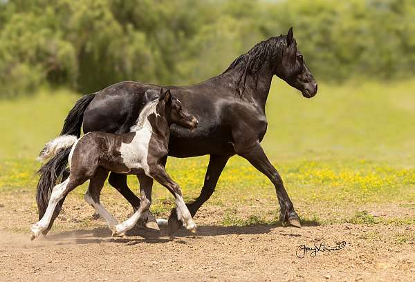 gypsy-vanner-horse