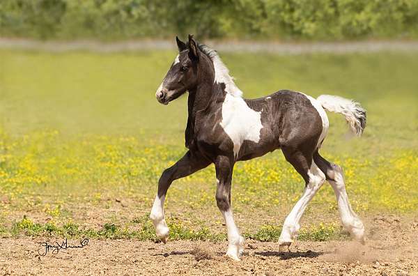 friesian-gelding