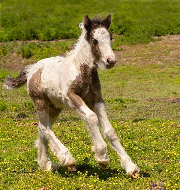 friesian-colt