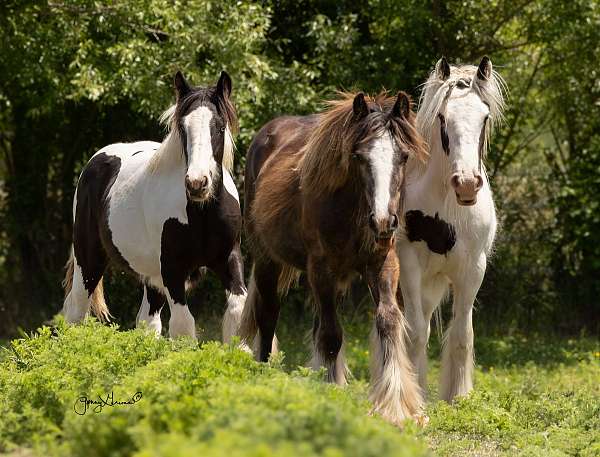 friesian-weanling