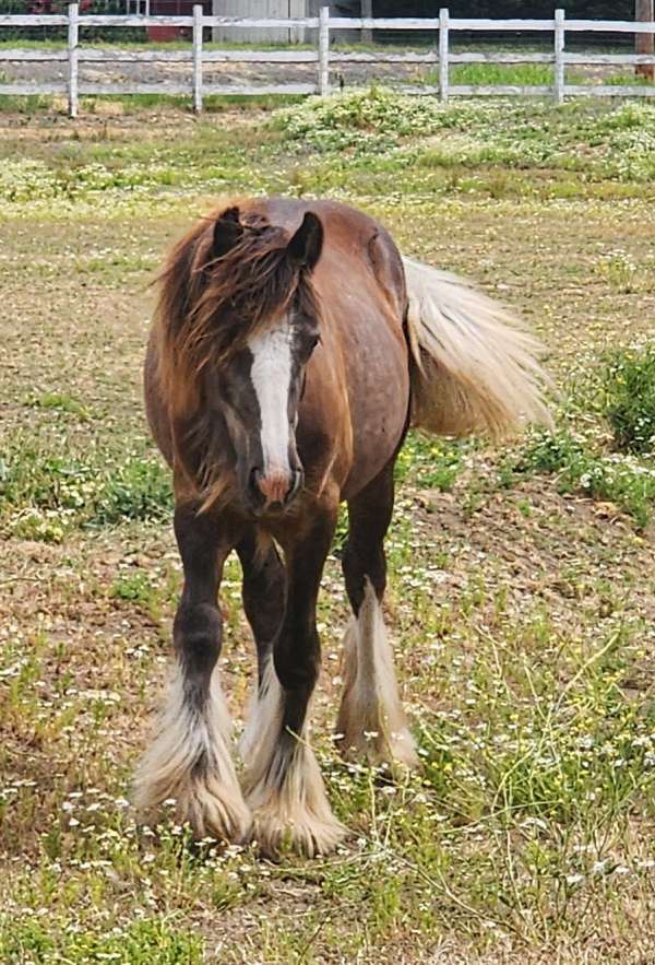 friesian-horse-for-sale